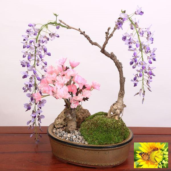 Hạt giống Hoa Tử đằng