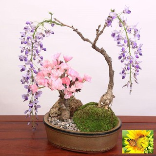 Hạt giống Hoa Tử đằng (5 hạt)