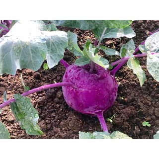 Hạt giống Su Hào Pháp Tím Violet dễ trồng