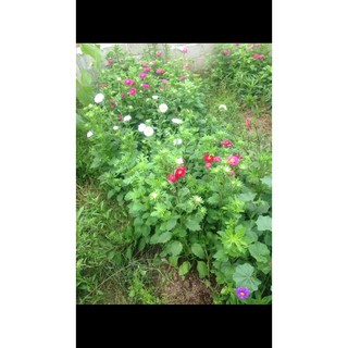 hạt giống hoa cúc thúy cổ ( cúc Đà Lạt, cúc magic, cúc đất..)