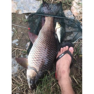 Mồi câu long phong đỏ