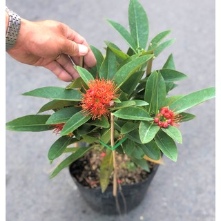 Cây Mai Thái hoa màu cam