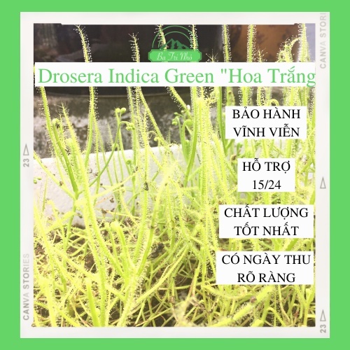 Cây ăn thịt côn trùng tốt nhất trong số các dòng bắt mồi Drosera Indica Green "Hoa Trắng" hạt giống gọng vó Sơ cấp BTN00