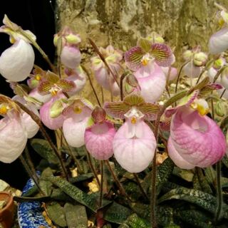 lan hài mốc hồng