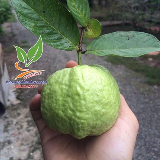 ổi nữ hoàng ít hạt đang trái tại vườn