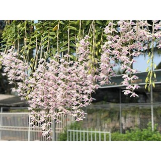 phi điệp 5ct họng hồng