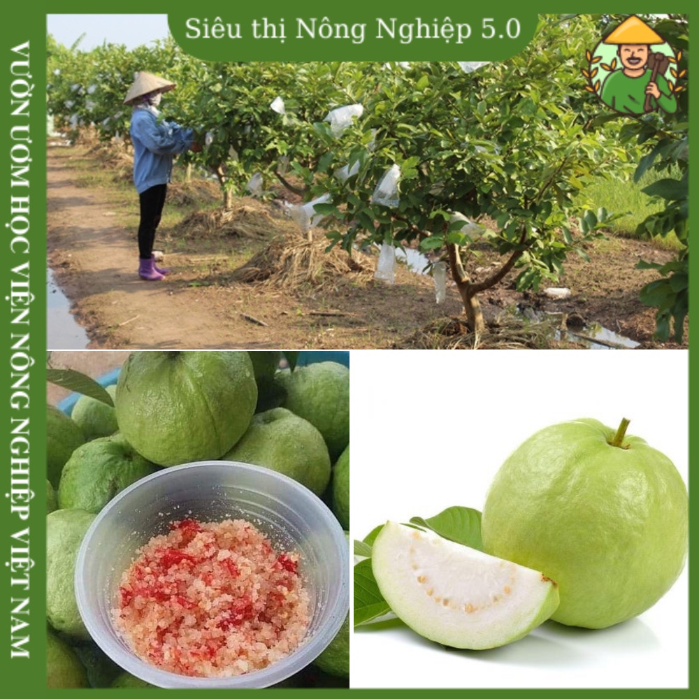 Cây giống ổi tứ quý F1, giống ổi đông dư học viện nông nghiệp, cây ổi bốn mùa, ổi găng cao 50cm