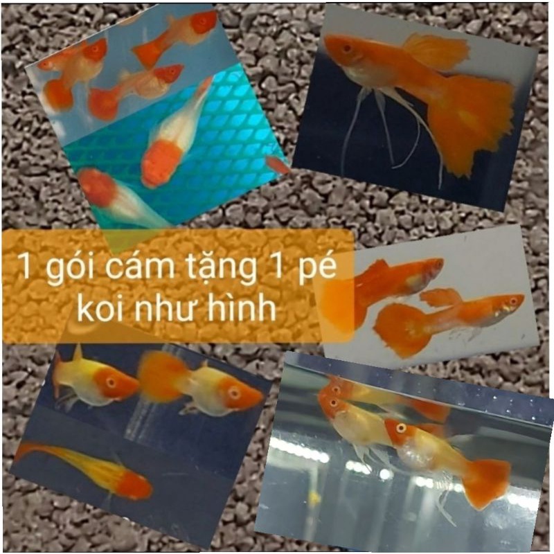 Cám dinh dưỡng Red