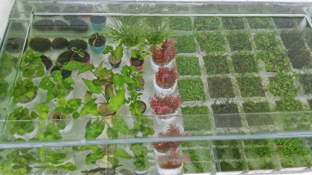 Cây thủy sinh, rong rêu thủy sinh, hồ thủy sinh