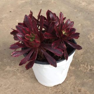 Sen đá  Aeonium