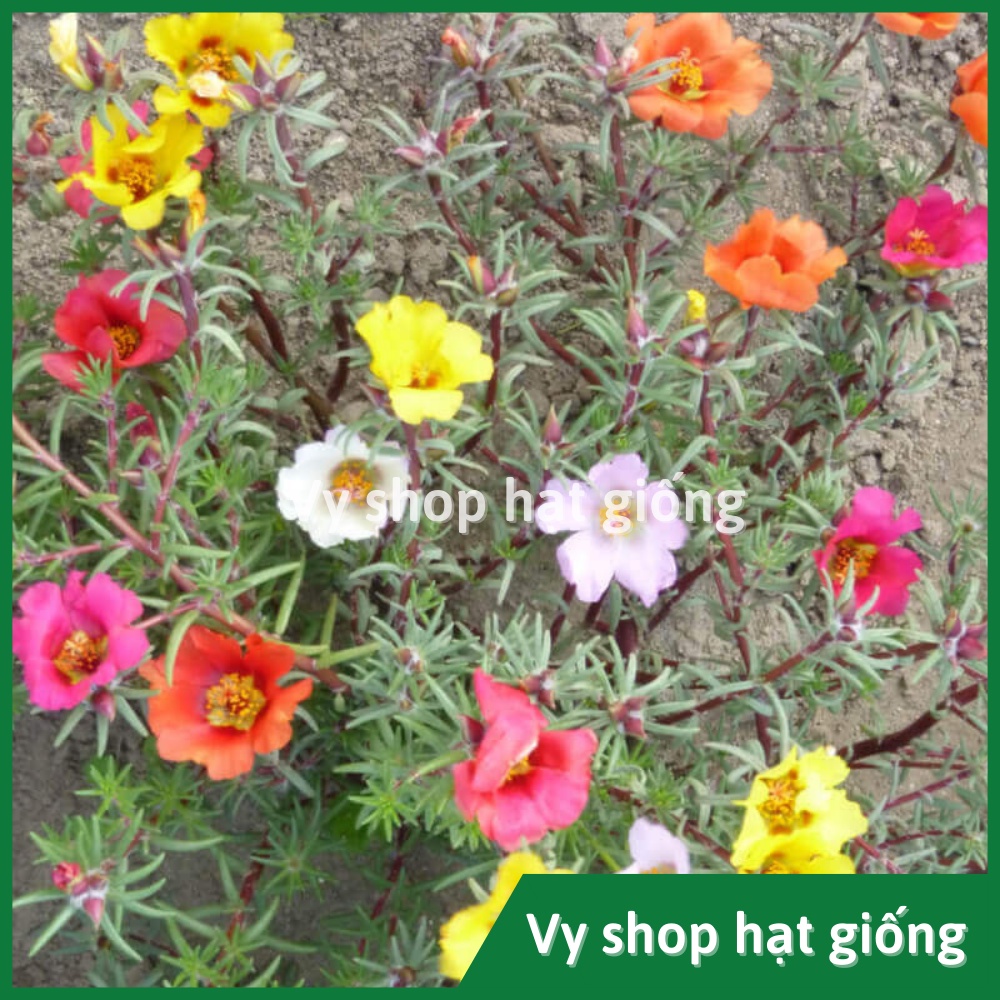 Hạt giống hoa mười giờ mỹ đơn gói 1000 hạt mix màu