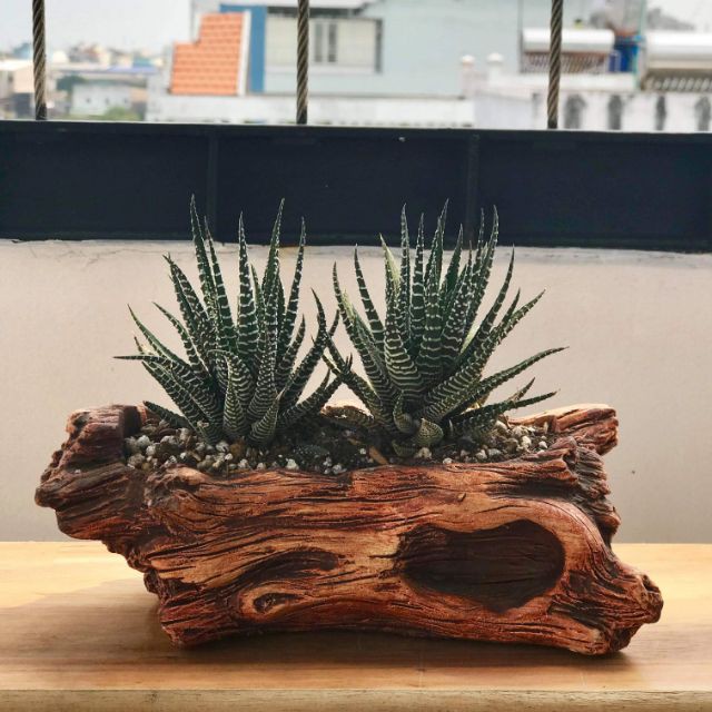 Chậu trồng cây bằng xi măng sơn giả gốc cây màu nâu Kích thước 20cm *07 cm