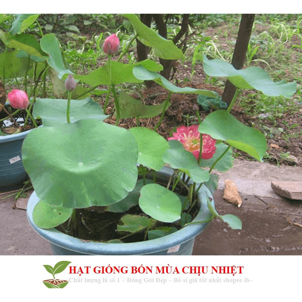 Gói hạt giống Sen nhật mini 5 hạt/1 gói 5 màu