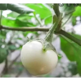 Hạt giống cà pháo trắng trái lớn f1 - gói 1 gram