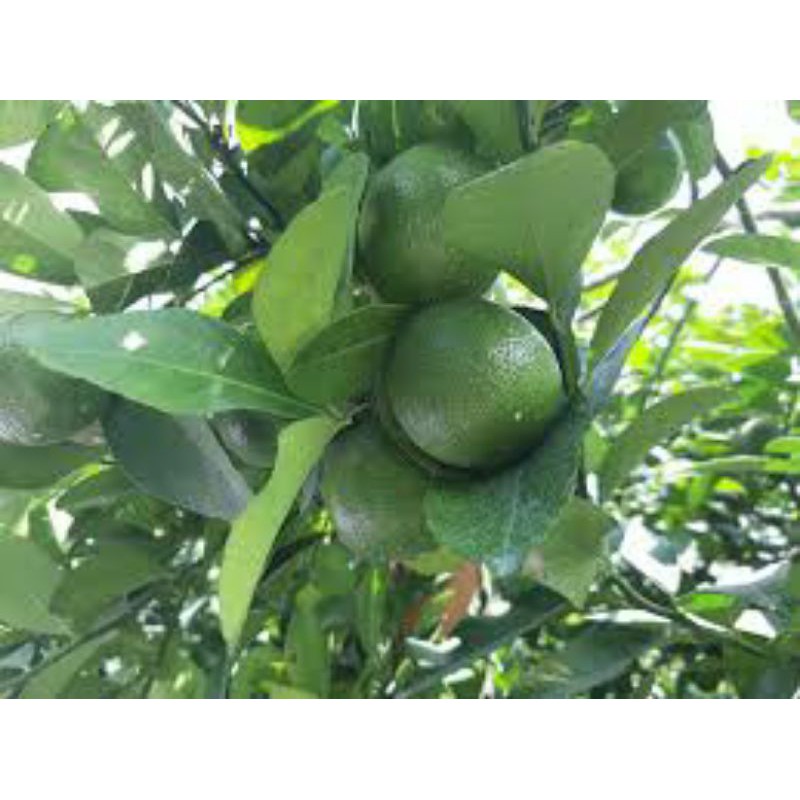 Cây giống chanh bông tím- Hoa kiểng Nguyễn Lộc- Cây giống chất lượng cao