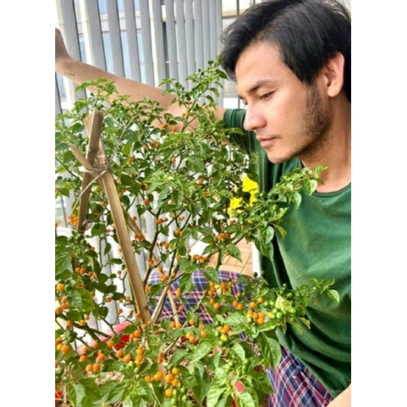 Túi Zip 5 Trái Ớt Peru Aji Charapita Đắt Đỏ Nhất Thế Giới