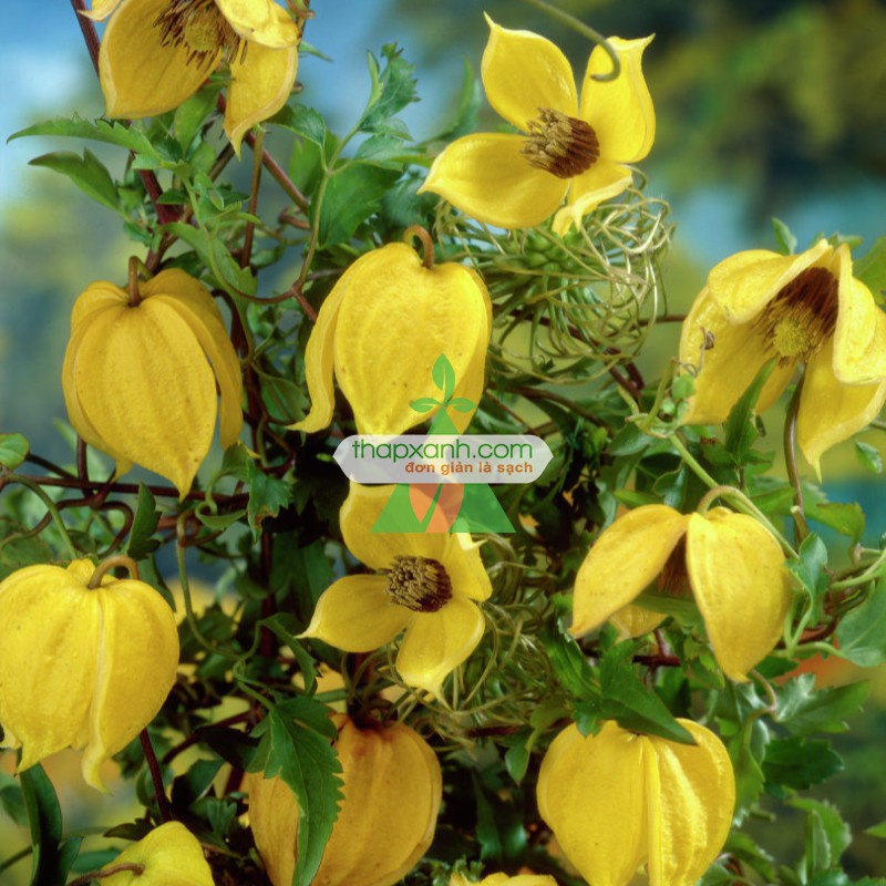 Bán buôn Hạt giống hoa Clematis (hoa Ông Lão) vàng bao đẹp