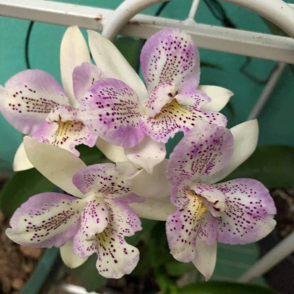 Hoa lan catt lai epi cây trưởng thành