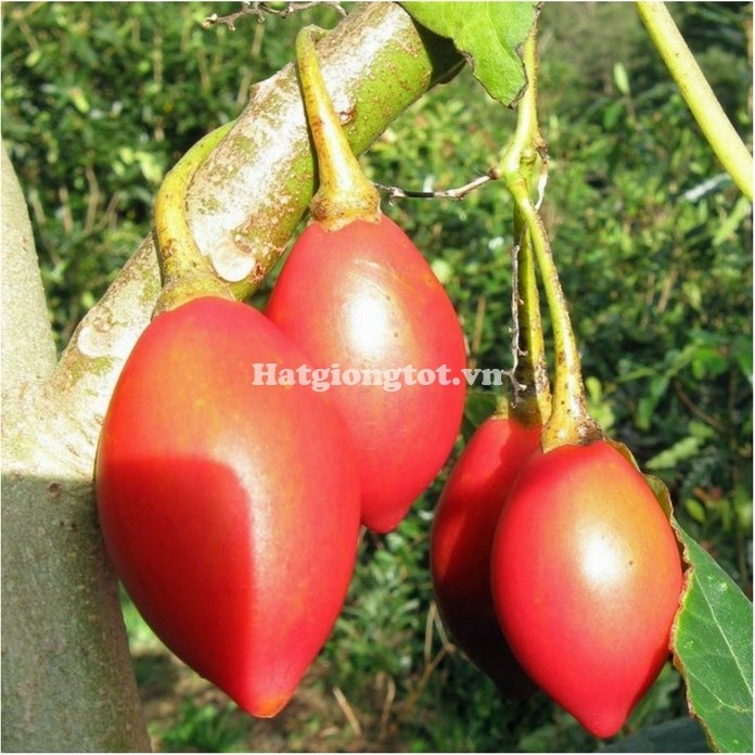 Cà chua thân gỗ 5 hạt