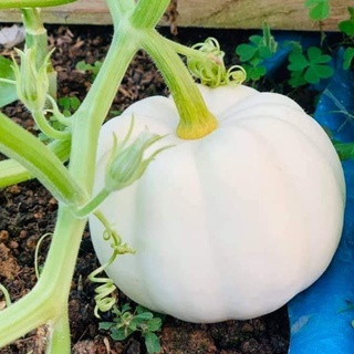 [Hạt giống Mỹ] Gói 5 hạt giống bí ngô trắng baby Mỹ - tỷ lệ nảy mầm 95%