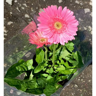 Cây hoa đồng tiền màu hồng đang có hoa và nụ