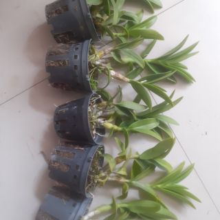 Hoa lan denro nắng Pen cam - mới