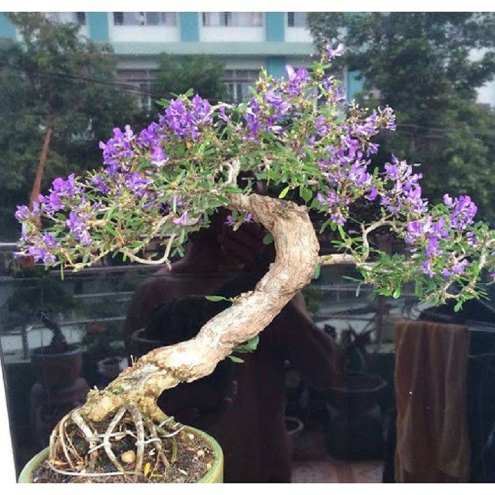 LINH SAM SIÊU BÔNG