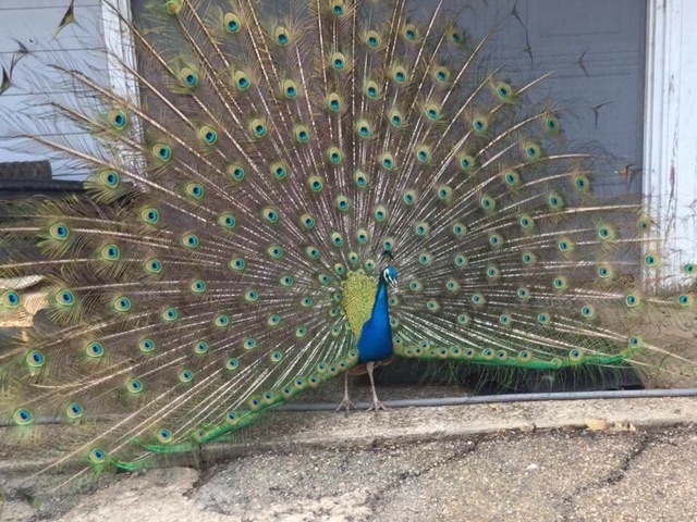 Lông công 100cm tự nhiên tài lộc | BigBuy360 - bigbuy360.vn