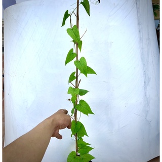 Cây hoa Ti gôn cao 70cm (ảnh thật số 2).
