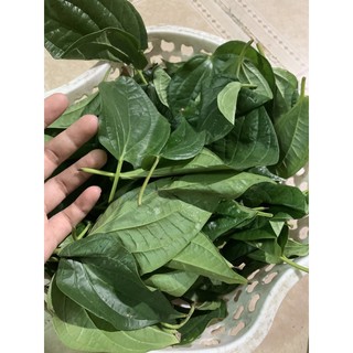 { ẢNH THẬT + VIDEO } lá TRẦU KHÔNG TƯƠI 100%