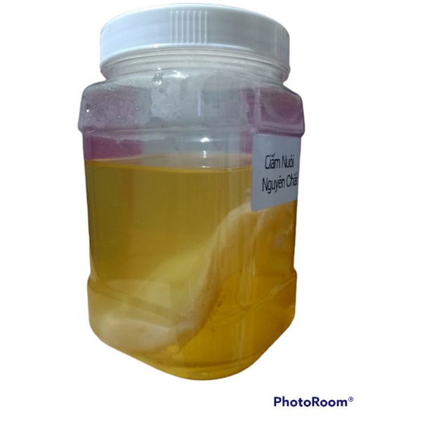 Giấm Nuôi + con Giấm