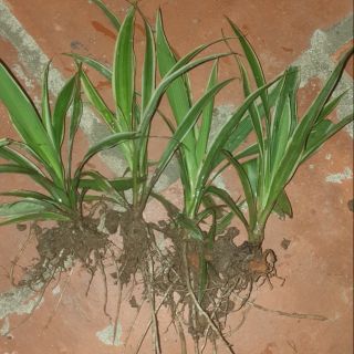 Combo tổng hợp( cây dây nhện, ớt, nha đam, lan ý)