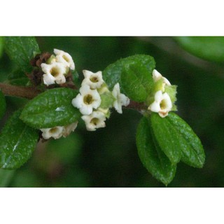 Cây hàm hương mang hương thơm cam quýt, mật ong- Trang trí sân vườn- Decor- Hoa kiểng THfarm