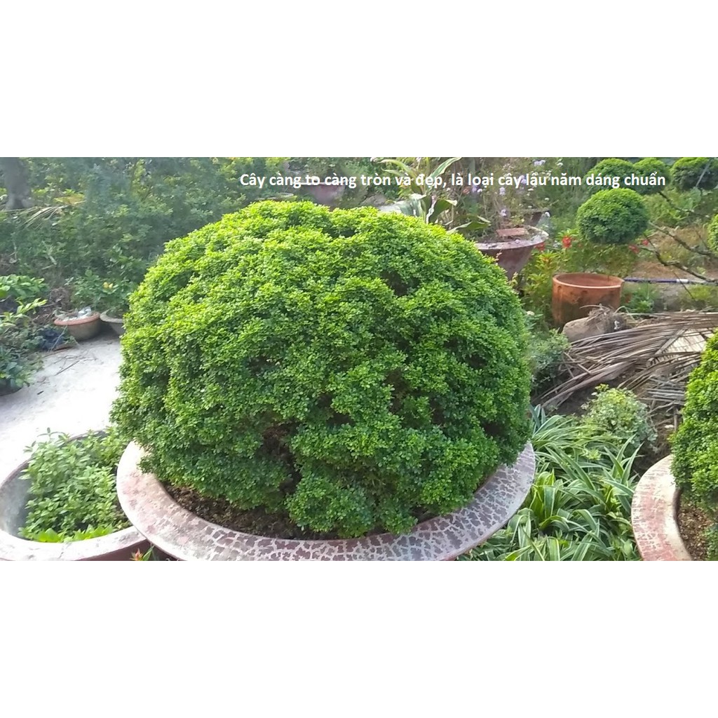 [Bonsai] Cây Nguyệt quế toàn cầu tuyệt đẹp (thanh lý xả kho)