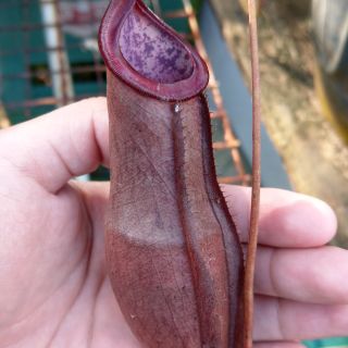 Cây nắp ấm Nx mirabilis x kampotiana ấm màu đỏ tím