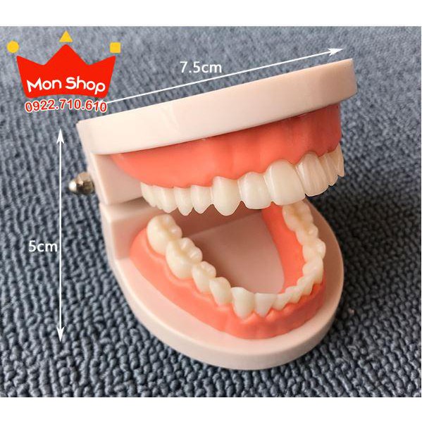 Thực hành cuộc sống - Mô hình hàm răng