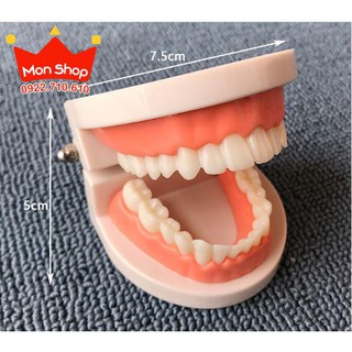 Thực hành cuộc sống - Mô hình hàm răng
