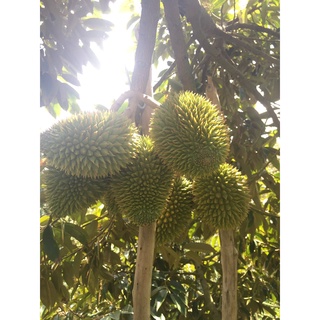 Phân bón hữu cơ Vino 79 (Vinco 79) - 4 lít