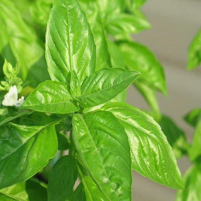 [GIÁ GỐC] Hạt Giống Rau Thơm Xả ( rau É Trắng) - 2gram