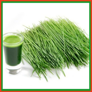 Hạt giống lúa mạch - Dự án phát triển Nông nghiệp Đô thị TUHAi