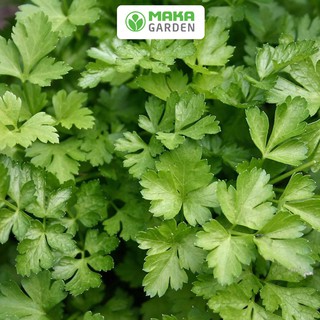Hạt giống ngò rí rado 31 - gói 20gr - dễ trồng, cây sinh trưởng và kháng bệnh tốt