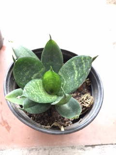 Cây giống lưỡi hổ