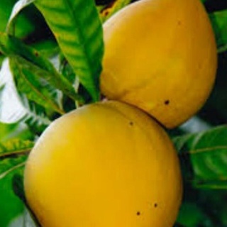 Cây trứng gà (lêkima) giống