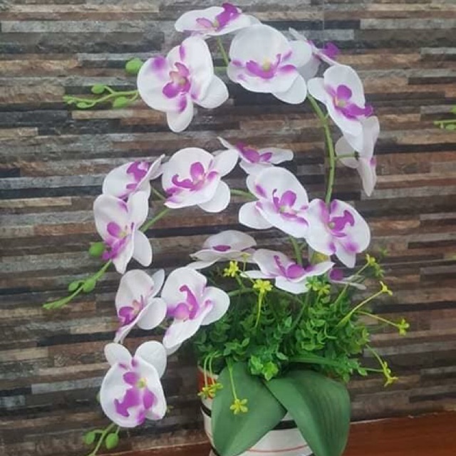 Com bo 12 bộ hoa lan