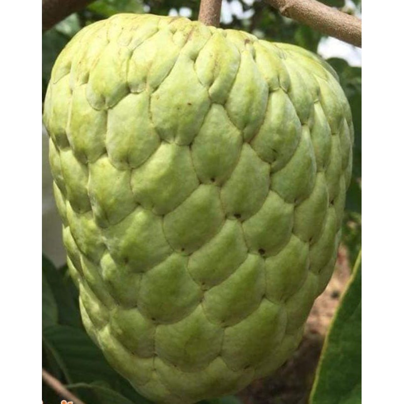 Cây Na Thái Siêu Ngon Nặng Ký Giống Bến Tre_CÂY CAO TO