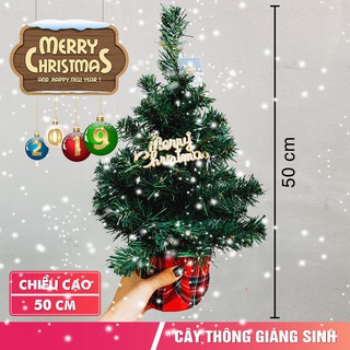 Cây thông mini để bàn Greennetworks
