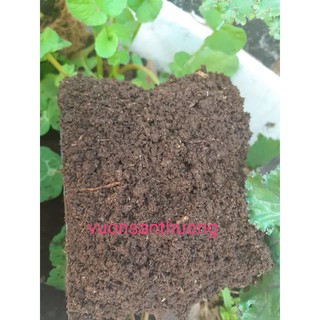 Phân Trùn Quế Tươi (Gói 1KG) Có Trứng Trùn Bón Cây Cảnh, Hoa Hồng, Rau, Củ Quả
