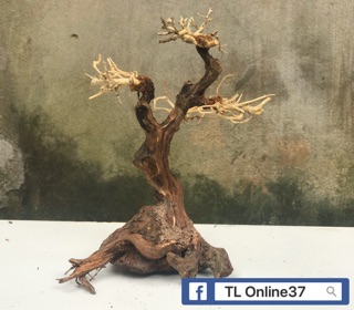 Bonsai mini bể cá