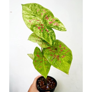 (Hỏa Tốc) Môn Thái Caladium