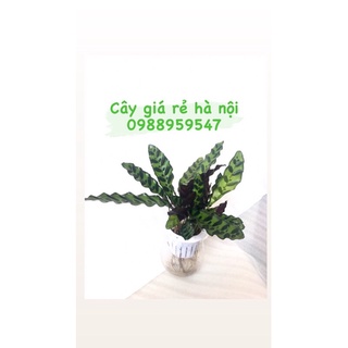 Chậu cây ĐUÔI PHỤNG THUỶ SINH